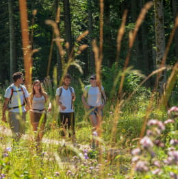 Balade en forêt