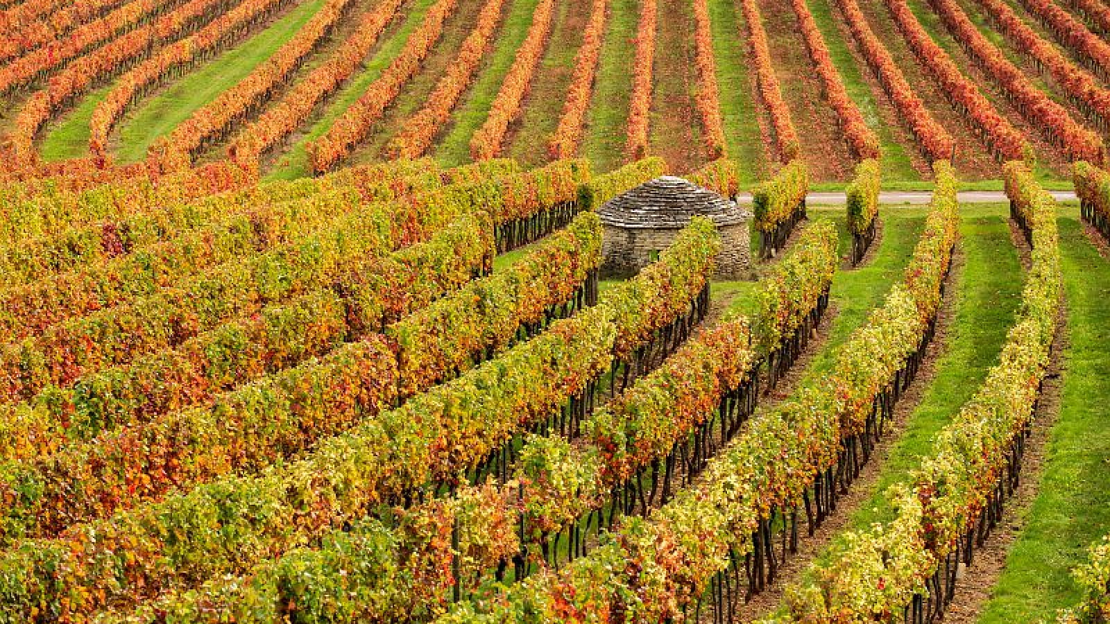 Cabotte au milieu des vignes