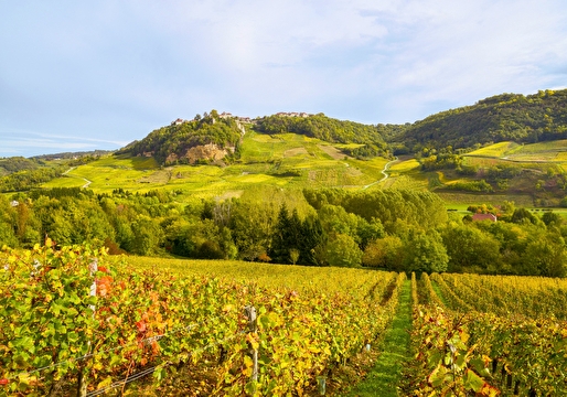 un voyage dans les vignes