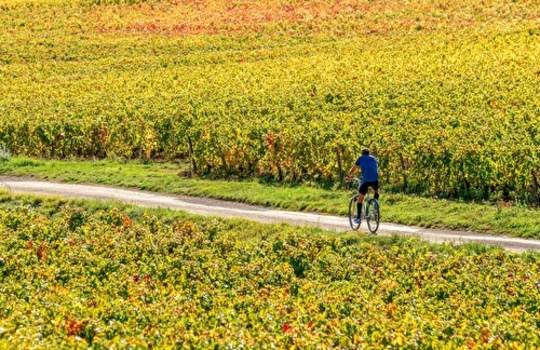 un voyage dans les vignes