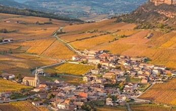 un voyage dans les vignes