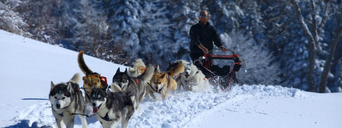 Musher et son attelage au domaine de la Praille sur le plateau de Hauteville