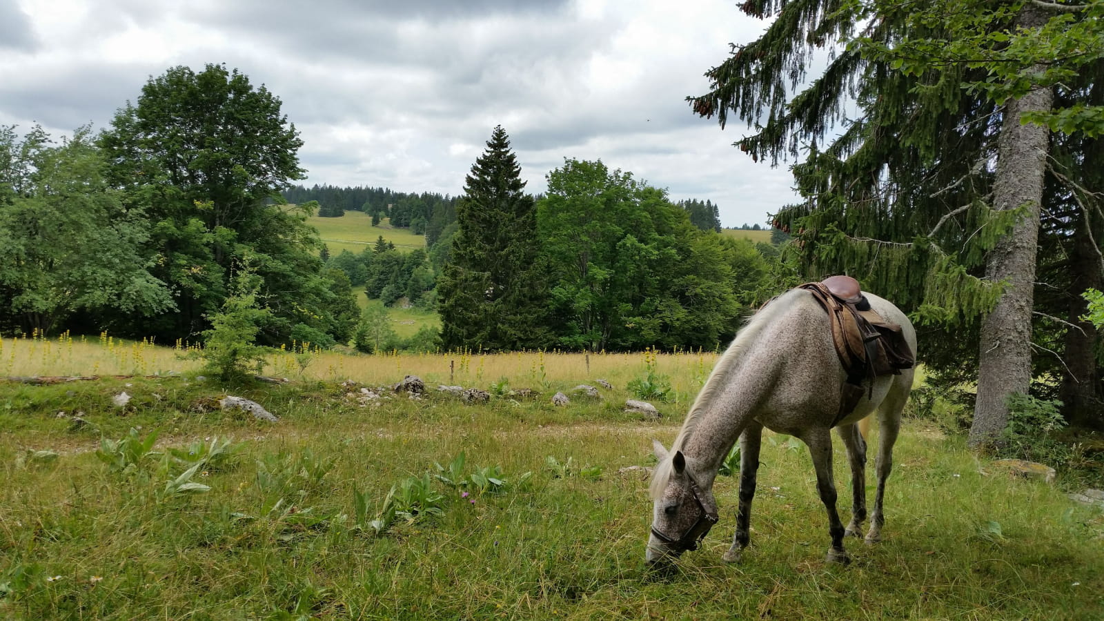Randonnée à cheval dans les Montagnes du Jura