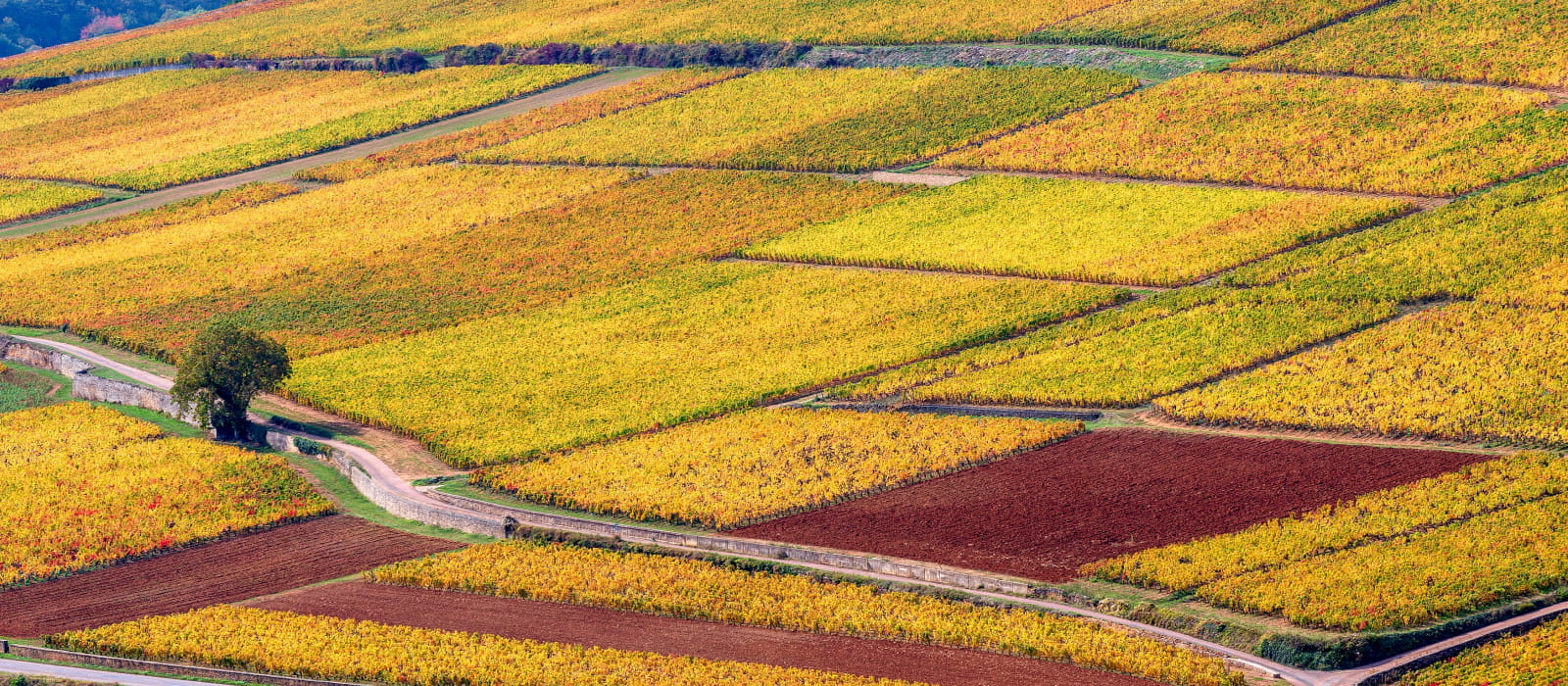 Vignobles Côte de Beaune