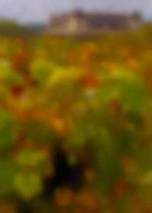 Vignes et Château du Clos Vougeot