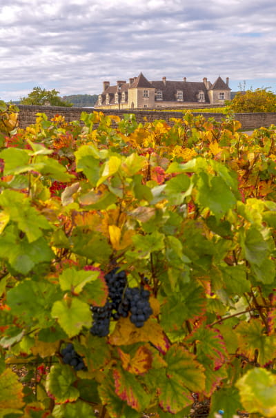 Vignes et Château du Clos Vougeot