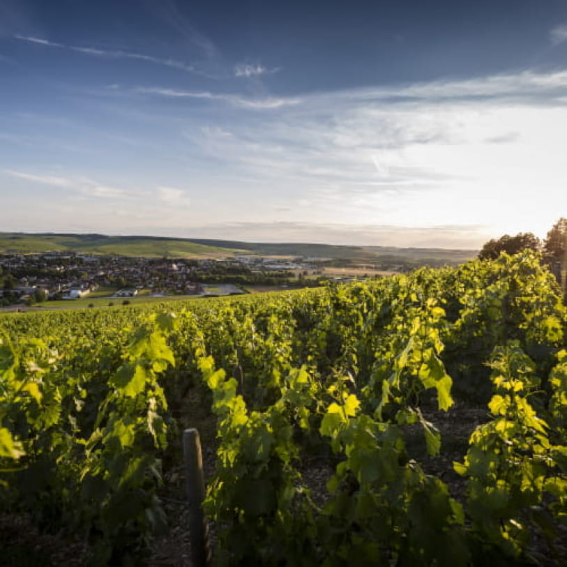 Au milieu des vignes à Chablis