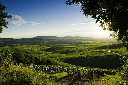 un voyage dans les vignes