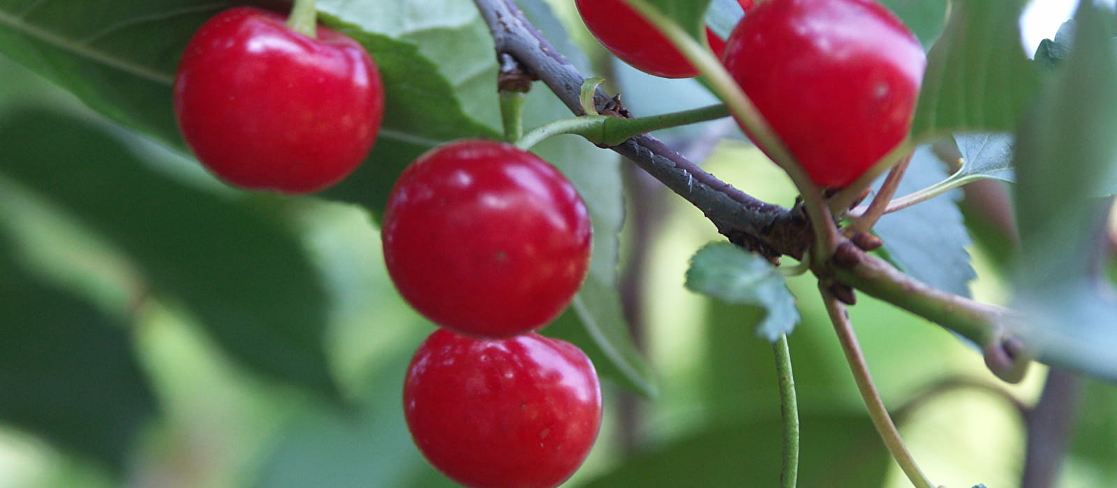 Cerises