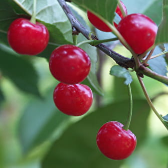 Cerises