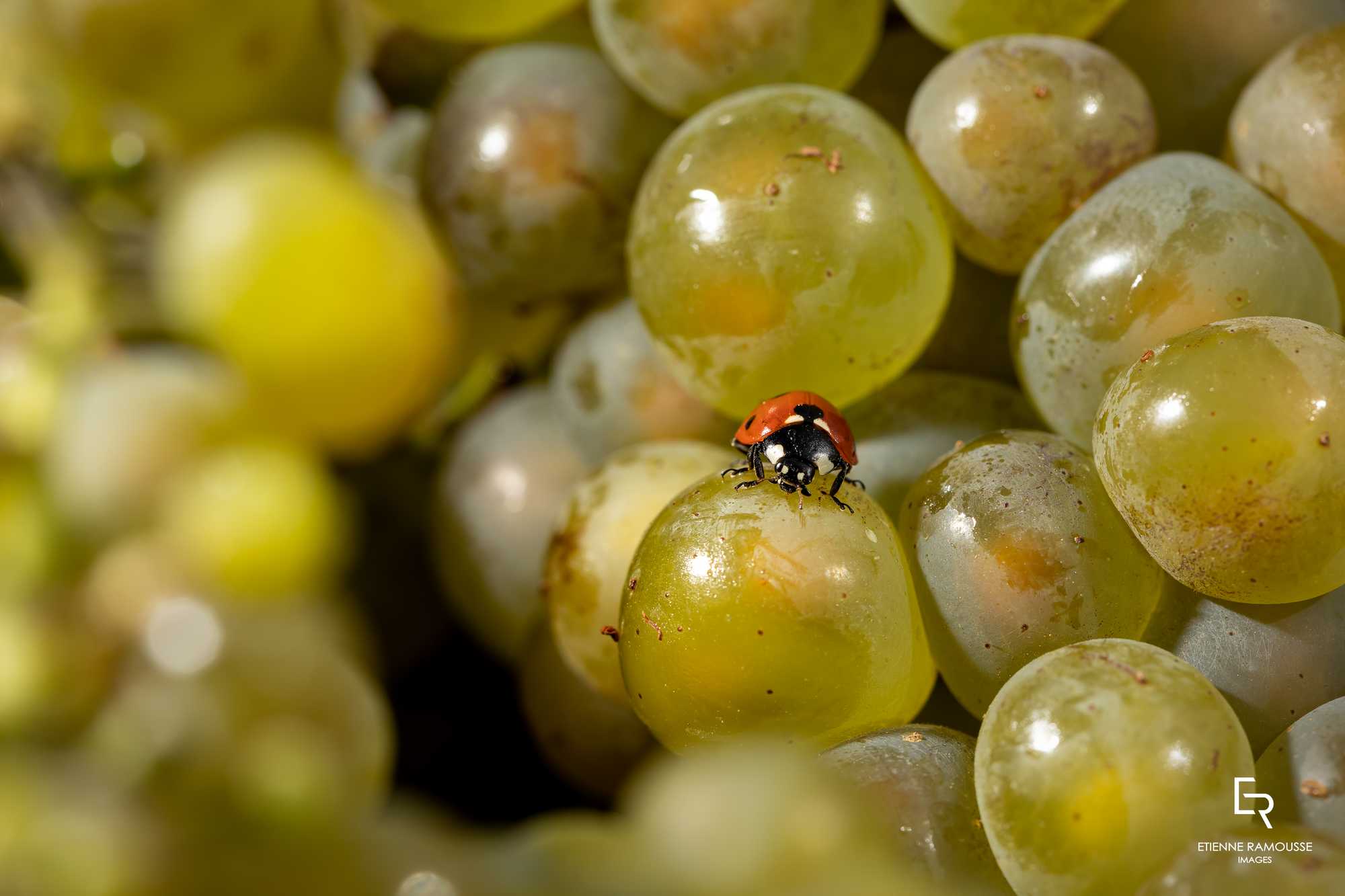 VENDANGES