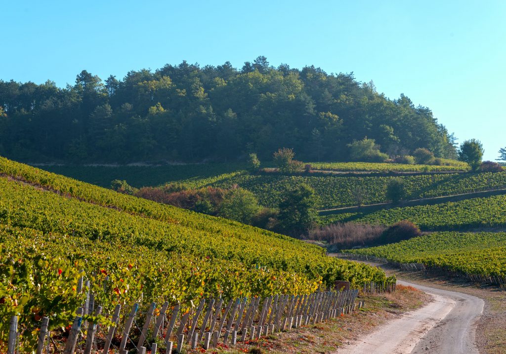 Vignoble Chablisien