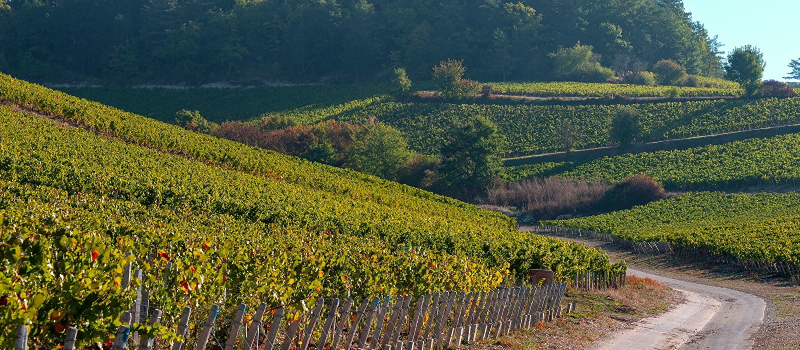 Vignoble Chablisien