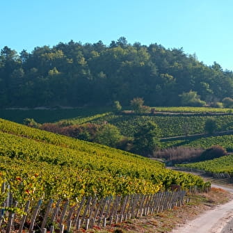 Vignoble Chablisien