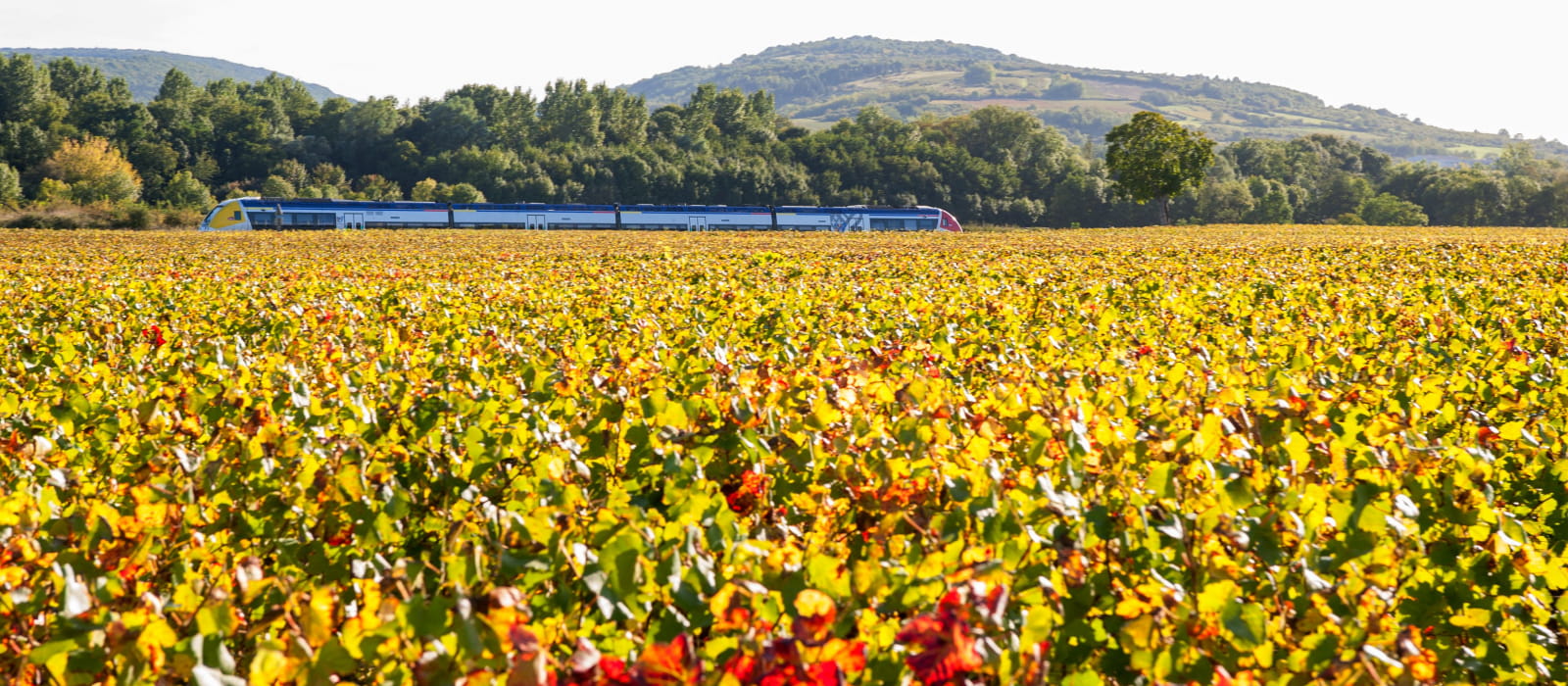 TER VIGNOBLE