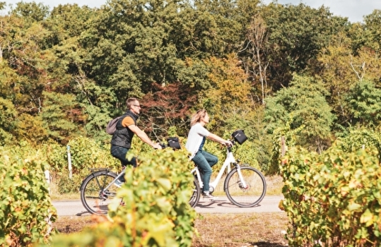 un voyage dans les vignes