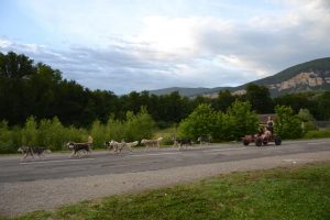 kart à chien