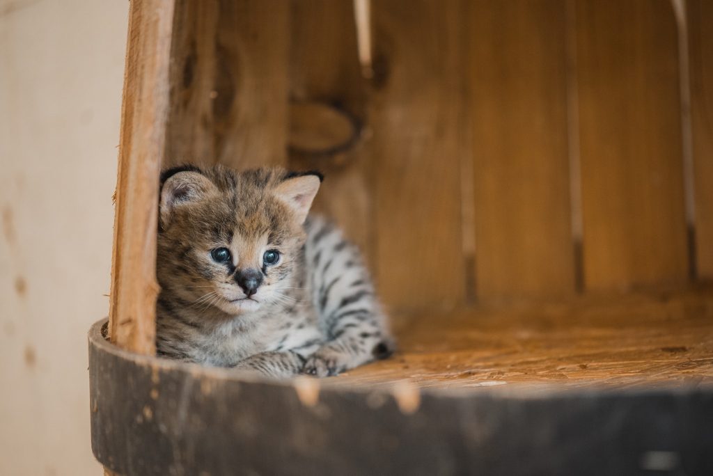 Naissance au Touroparc Zoo