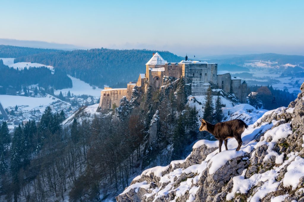 Château de Joux et chamois