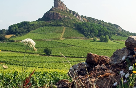 un voyage dans les vignes