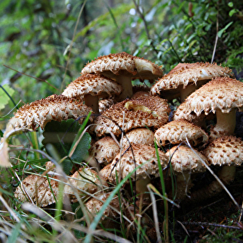 A la rencontre des champignons - PONTARLIER