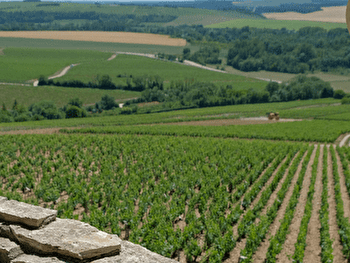 Cap sur les 'Grands Crus' - CHABLIS