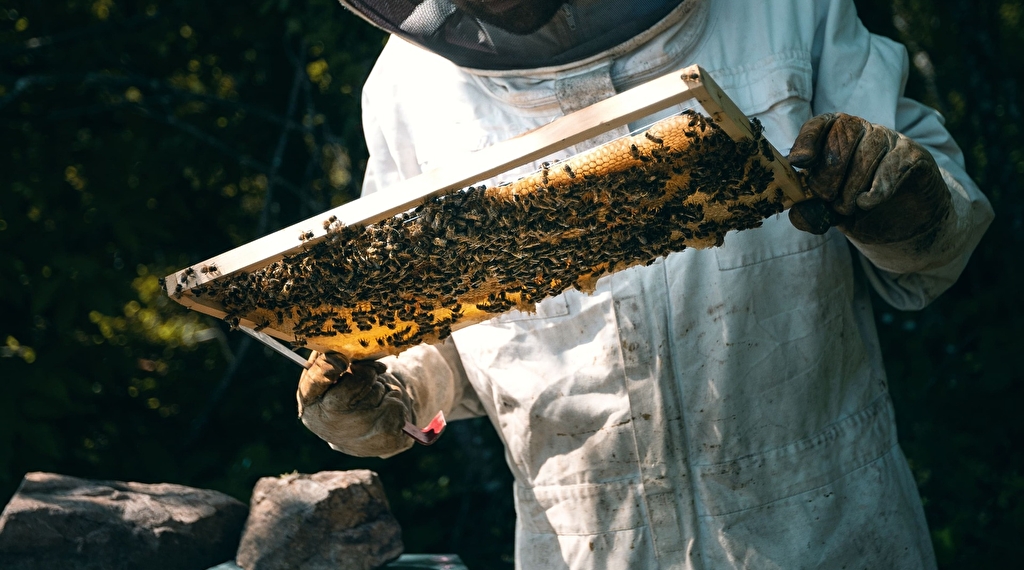 Le monde des abeilles Le 4 mai 2024