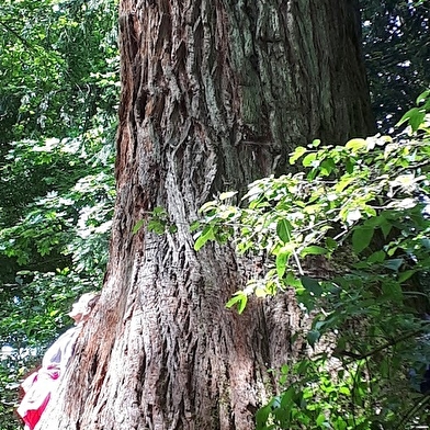 La forêt qui pousse