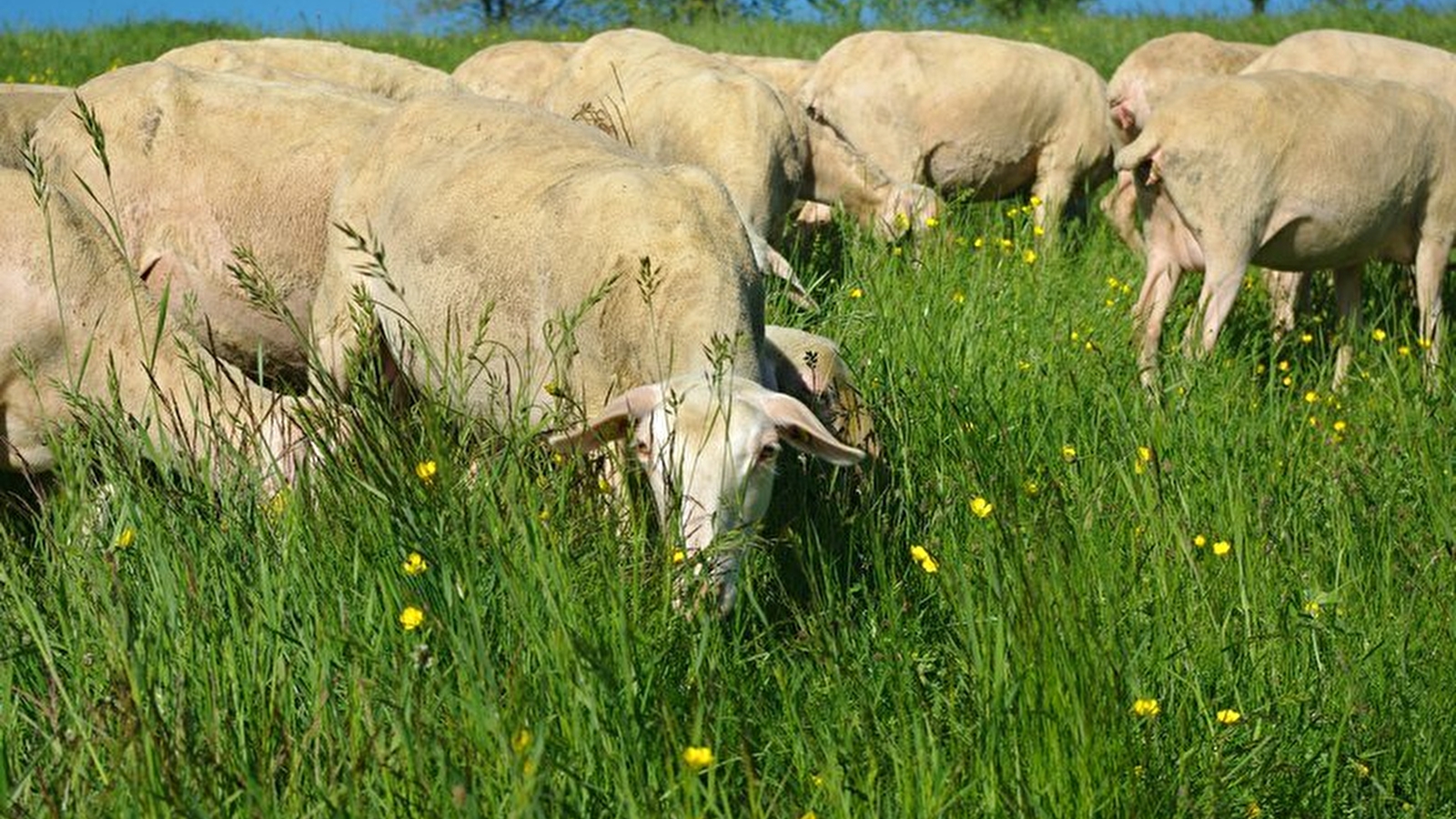 La Ferme des Belines