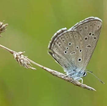 Sortie Nature - SAINT-GERMAIN-EN-MONTAGNE