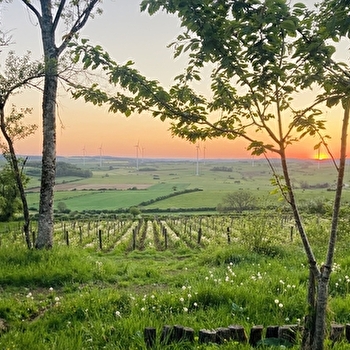 Rendez-vous du Terroir: visite du domaine de la Cleratine - JUSSEY