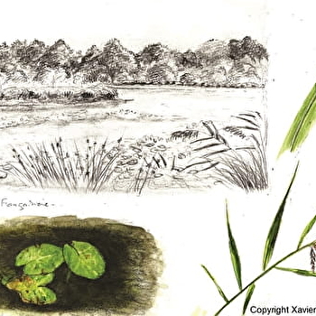 Escapades nature : Carnet de dessins - CUISERY