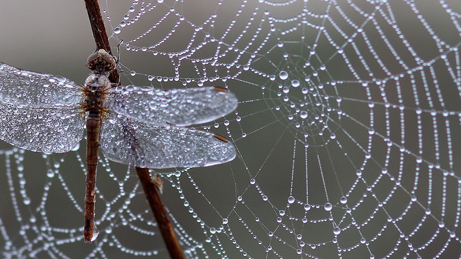 Sortie nature : Quand le vivant nous inspire : Le biomimétisme 6 juillet et 3 aout 2025
