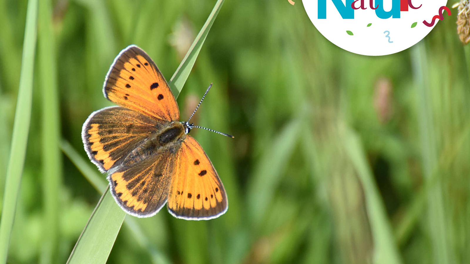 SORTIE 123 NATURE : MERVEILLEUX PAPILLONS