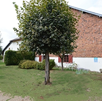 Tilleul - LE FIED