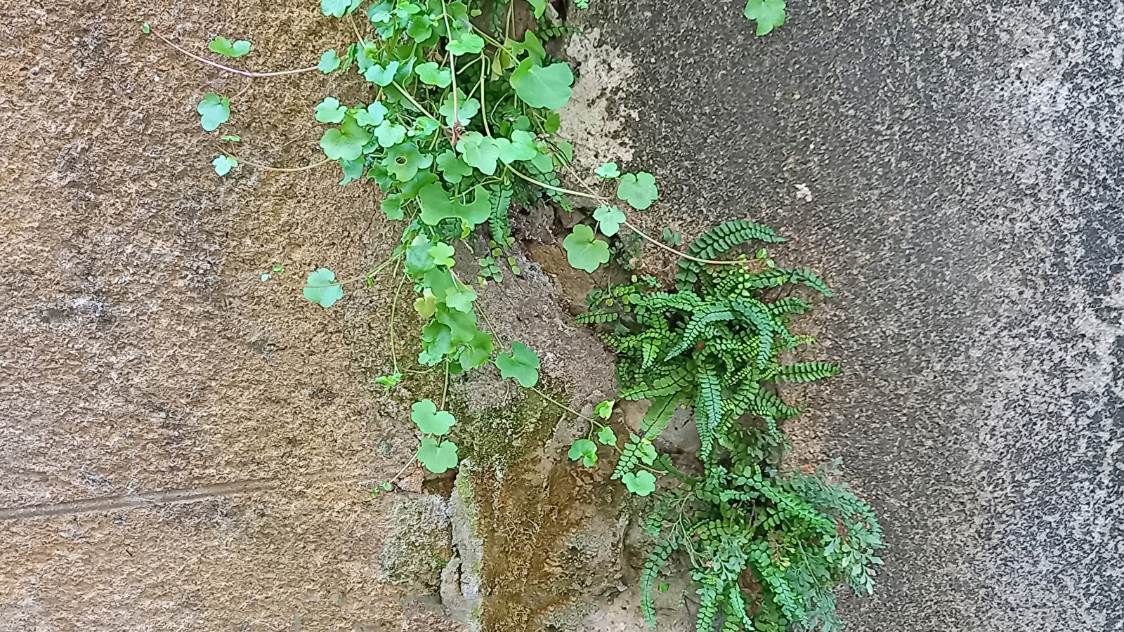 CLAMECY, AU FIL DE SA BIODIVERSITE