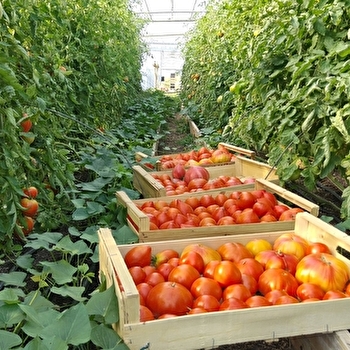 Marché producteur de l'Huis Périgou - MAUX