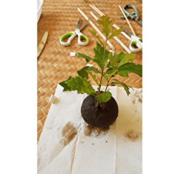 Escapades nature : Initiation à l'art du Kokedama - CUISERY