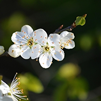 Concert de Printemps - COSNE-COURS-SUR-LOIRE