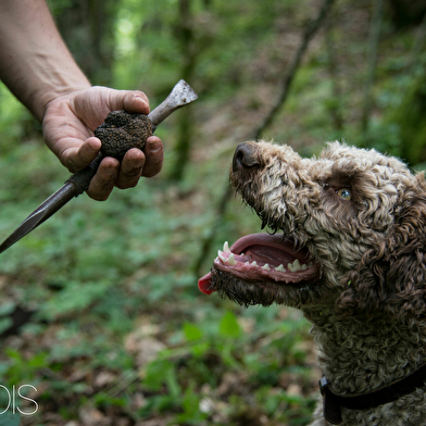 Séjour oenologie et Truffes de Bourgogne