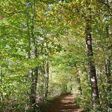 Les vallons de Forterre vers la voie romaine