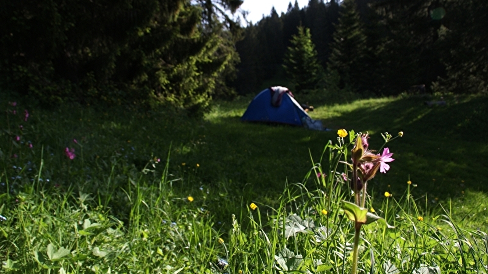 Aire naturelle de camping - La Dalue