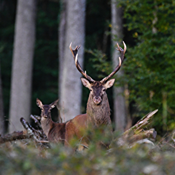 Sortie nature : A la rencontre du cerf - PARIGNY-LES-VAUX