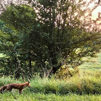 Affût sauvage au crépuscule au Parc national de forêts
