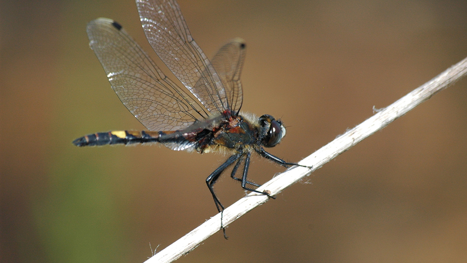 Sortie naturaliste : les insectes des tourbières de Frasne