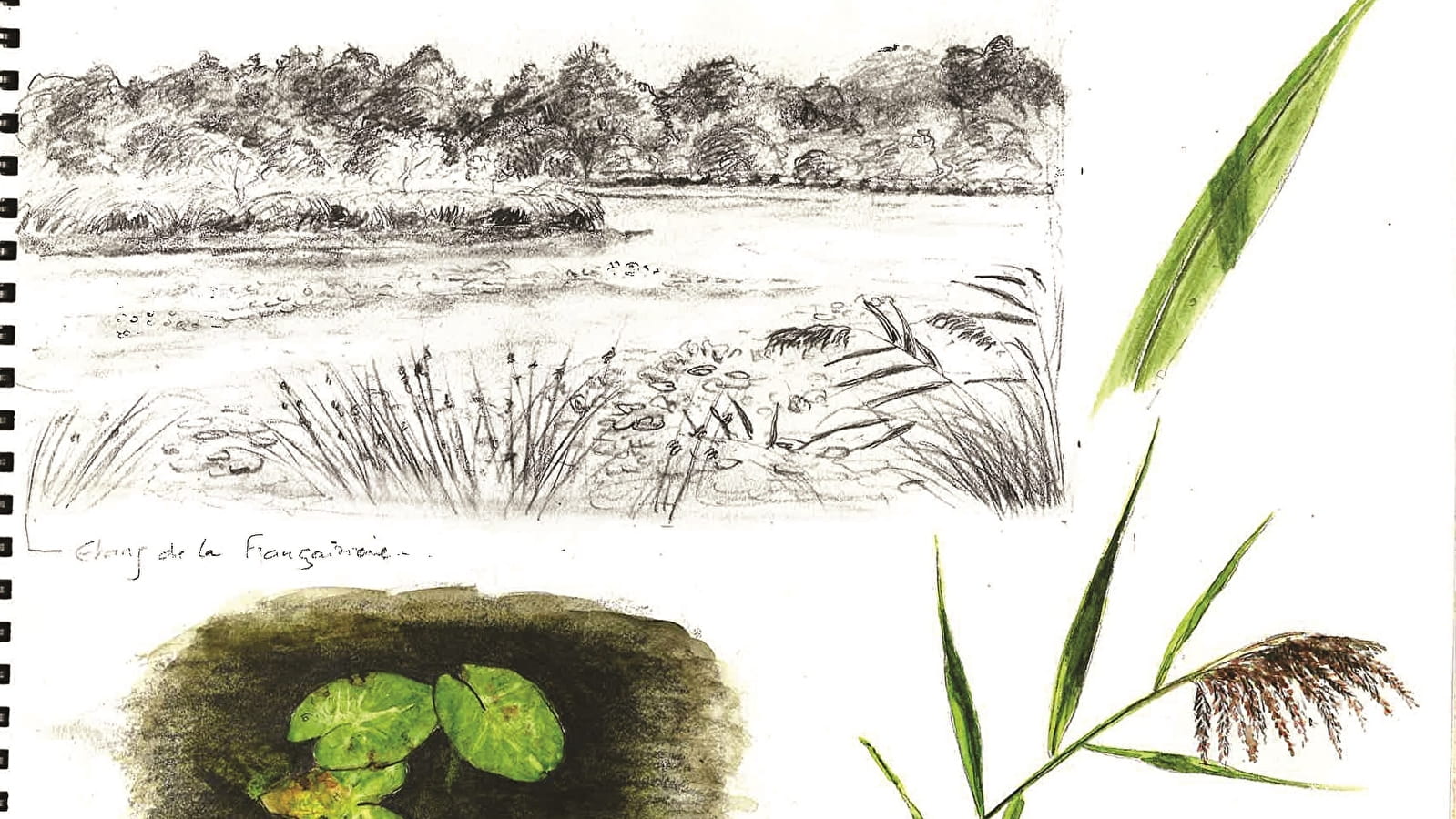 Escapades nature : Carnet de dessins