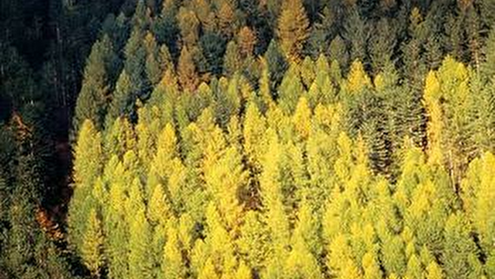 Sentier l'homme et la forêt