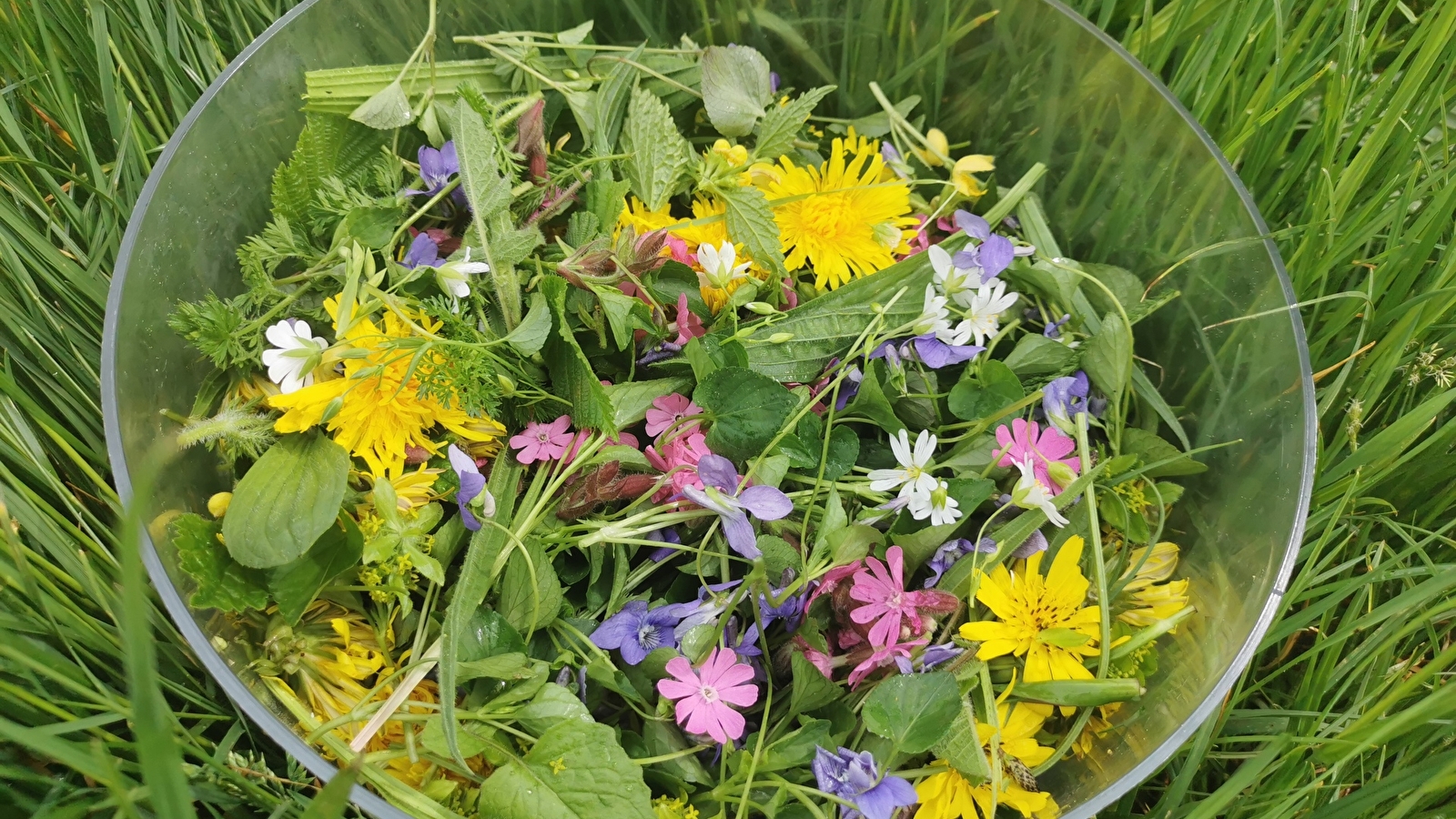 Sortie botanique : plantes sauvages comestibles et médicinales