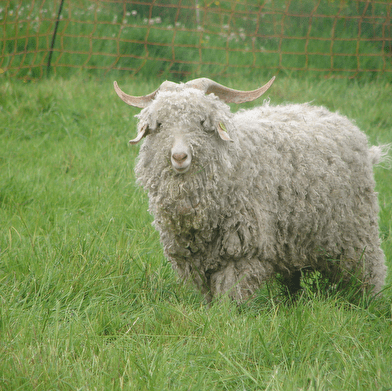 Mohair la vie côté douceur - Élevage de chèvres angora