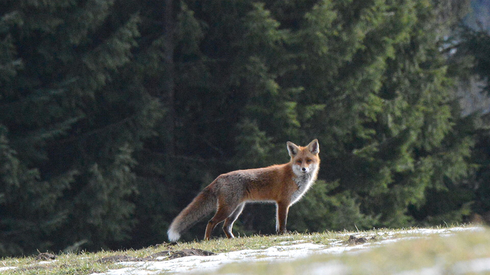 Conférence « Goupileries : Histoire de renard, vie et biologie » par Noël Jeannot